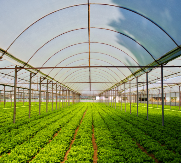 After registration, the farming lot is leased to a professional operating company that manages cultivation and production across the entire cluster.