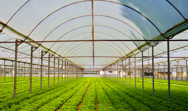 After registration, the farming lot is leased to a professional operating company that manages cultivation and production across the entire cluster.