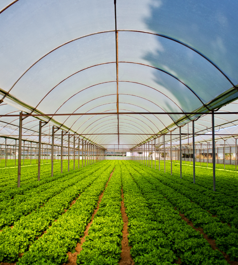 After registration, the farming lot is leased to a professional operating company that manages cultivation and production across the entire cluster.